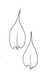 Rhynchostegium muriculatum, stem leaves. Drawn from A.J. Fife 7919, CHR 106584.
 Image: R.C. Wagstaff © Landcare Research 2019 CC BY 3.0 NZ